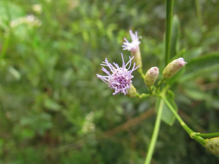 Chromolaena larvigata (24)