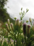 Chromolaena larvigata (25)