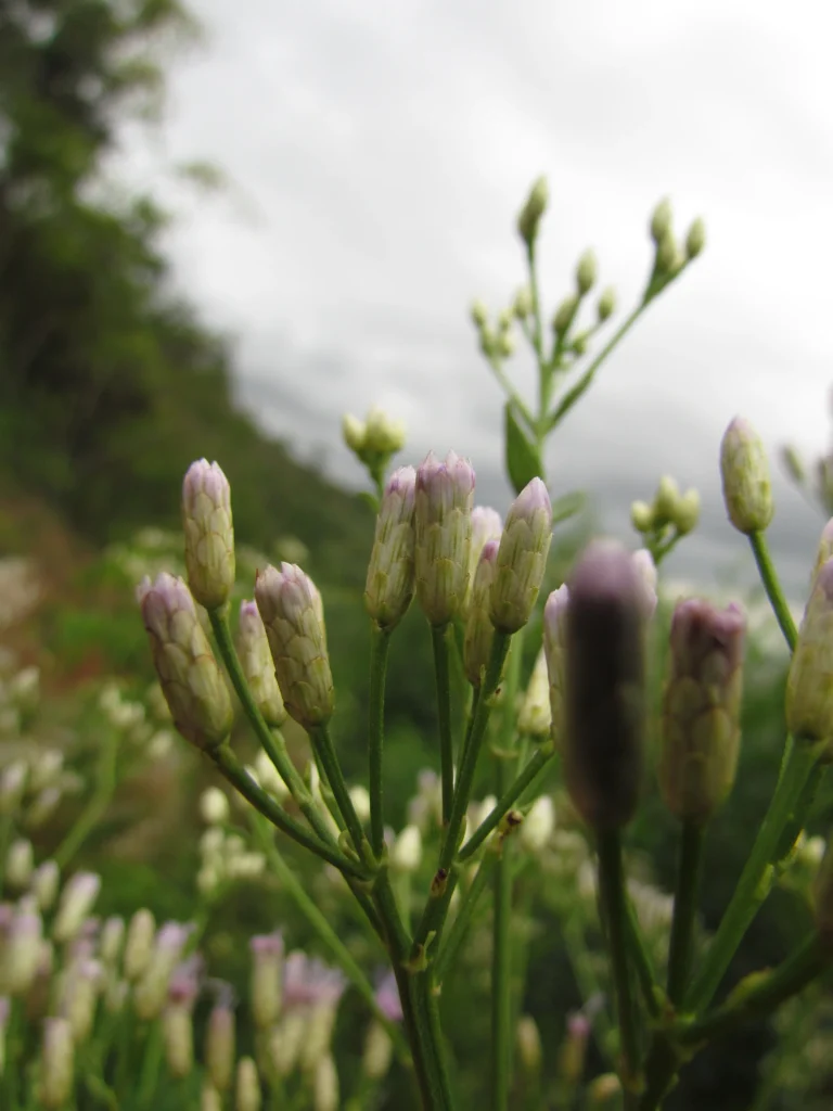 Chromolaena larvigata (25)