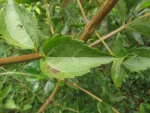 Chromolaena larvigata (21)