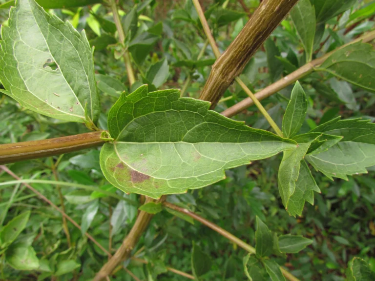 Chromolaena larvigata (21)