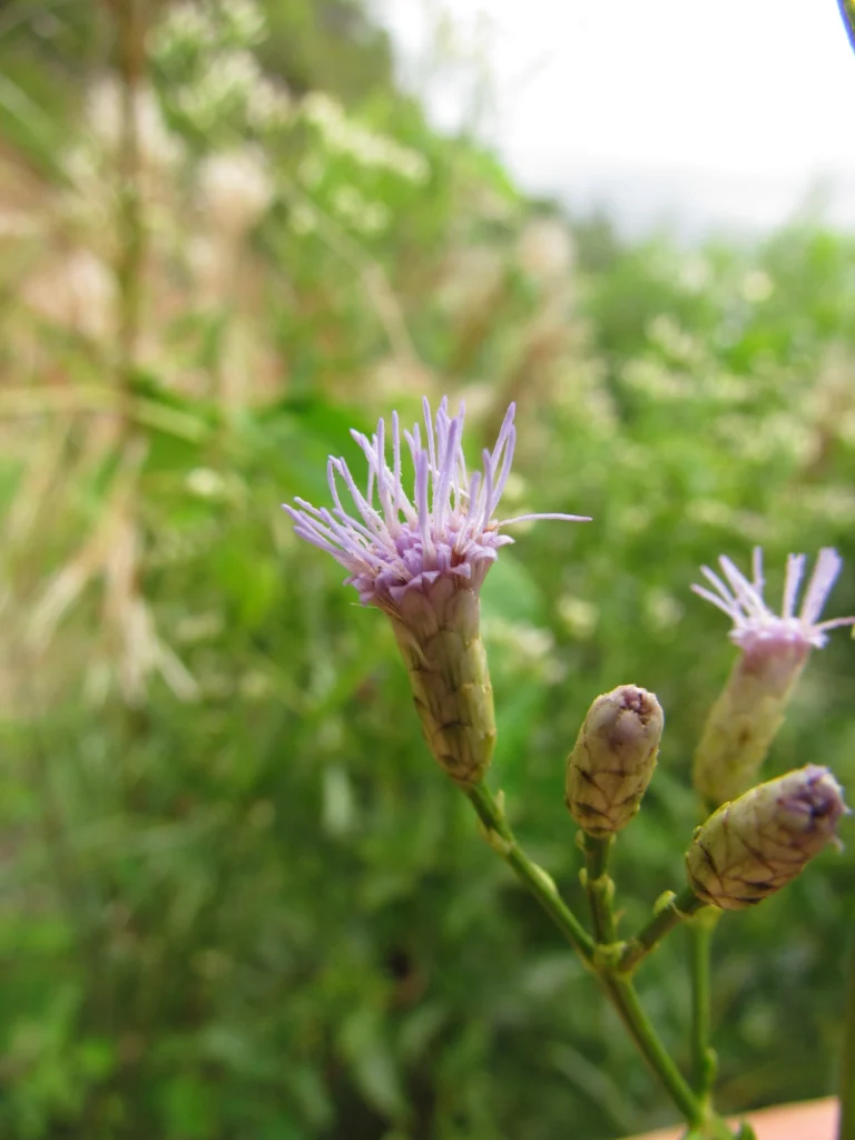 Chromolaena larvigata (22)