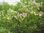 Chromolaena larvigata (19)