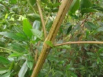 Chromolaena larvigata (20)