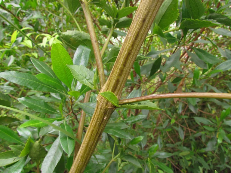 Chromolaena larvigata (20)