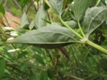 Chromolaena larvigata (17)