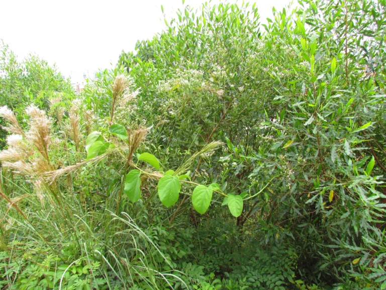 Chromolaena larvigata (18)