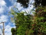 Chromolaena larvigata (13)