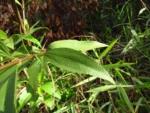 Chromolaena larvigata (10)