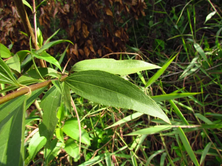 Chromolaena larvigata (10)
