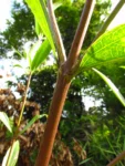 Chromolaena larvigata (11)