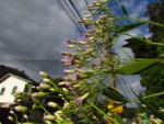 Chromolaena larvigata (8)