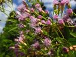 Chromolaena larvigata (5)