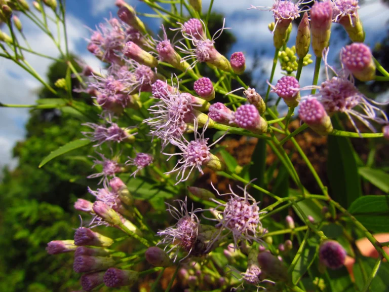 Chromolaena larvigata (5)