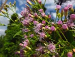 Chromolaena larvigata (6)