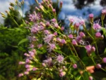 Chromolaena larvigata (3)