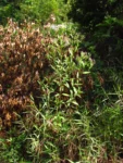 Chromolaena larvigata (2)