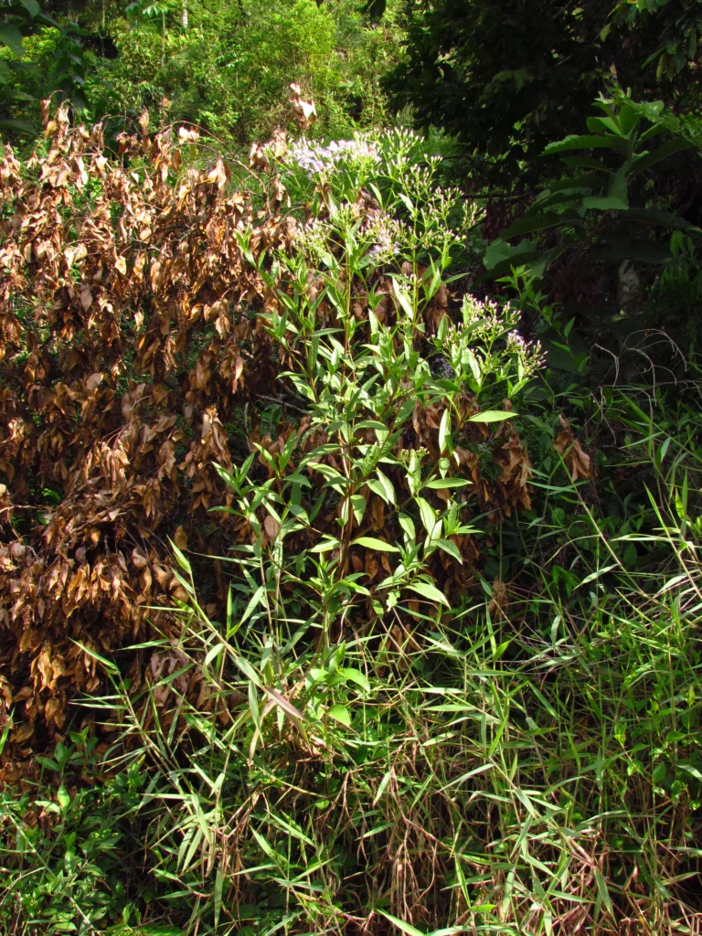 Chromolaena larvigata (2)