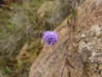 Chromolaena kleinii (9)