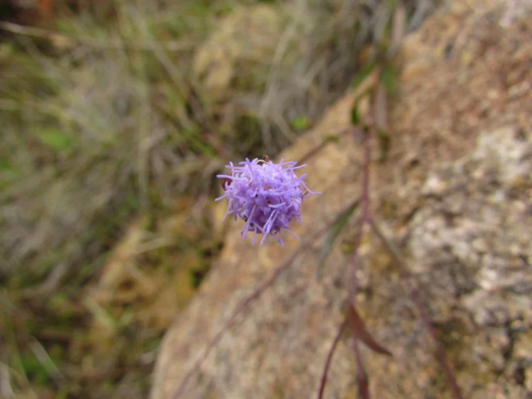 Chromolaena kleinii (9)