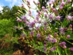 Chromolaena larvigata (1)