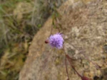 Chromolaena kleinii (7)