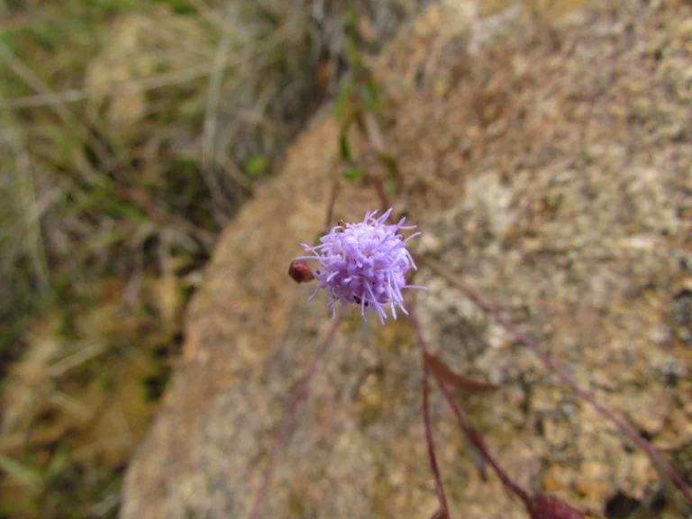 Chromolaena kleinii (7)