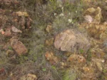 Chromolaena kleinii (8)