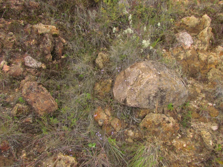 Chromolaena kleinii (8)