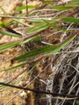 Chromolaena kleinii (4)