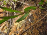 Chromolaena kleinii (5)