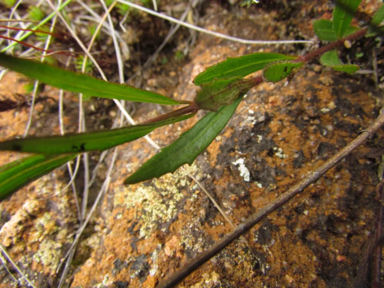 Chromolaena kleinii (5)