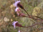 Chromolaena kleinii (2)