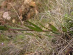 Chromolaena kleinii (3)