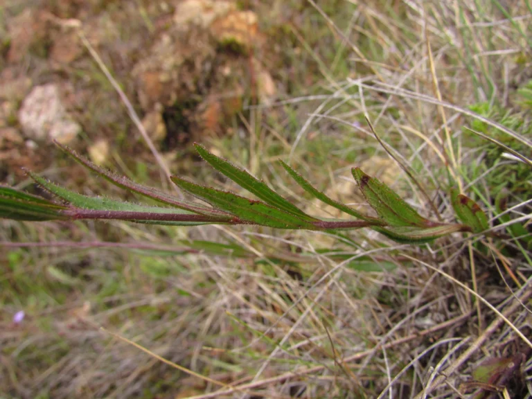 Chromolaena kleinii (3)