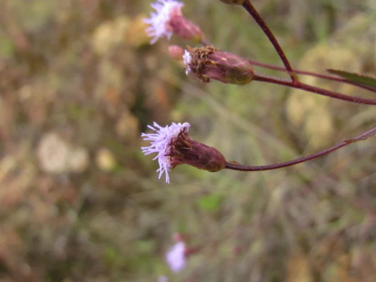 Chromolaena kleinii (1)