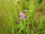 Chromolaena hirsuta (21)