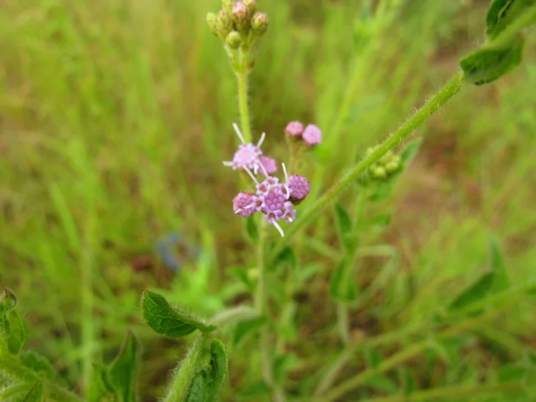 Chromolaena hirsuta (17)