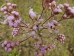 Chromolaena hirsuta (11)