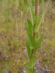 Chromolaena hirsuta (3)