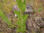 Chromolaena hirsuta (4)