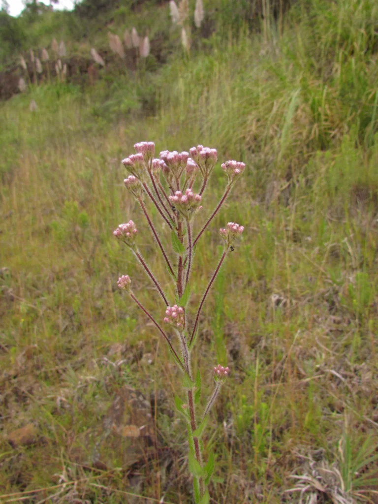 Chromolaena hirsuta (2)