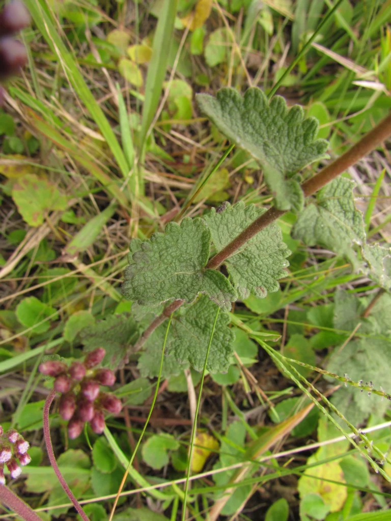 Chromolaena congesta (24)