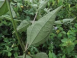 Chromolaena congesta (17)