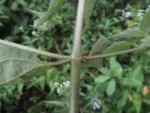 Chromolaena congesta (18)