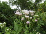 Chromolaena congesta (15)