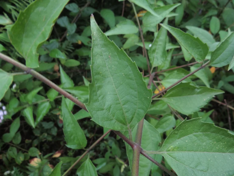 Chromolaena congesta (16)