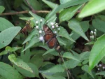 Chromolaena congesta (11)