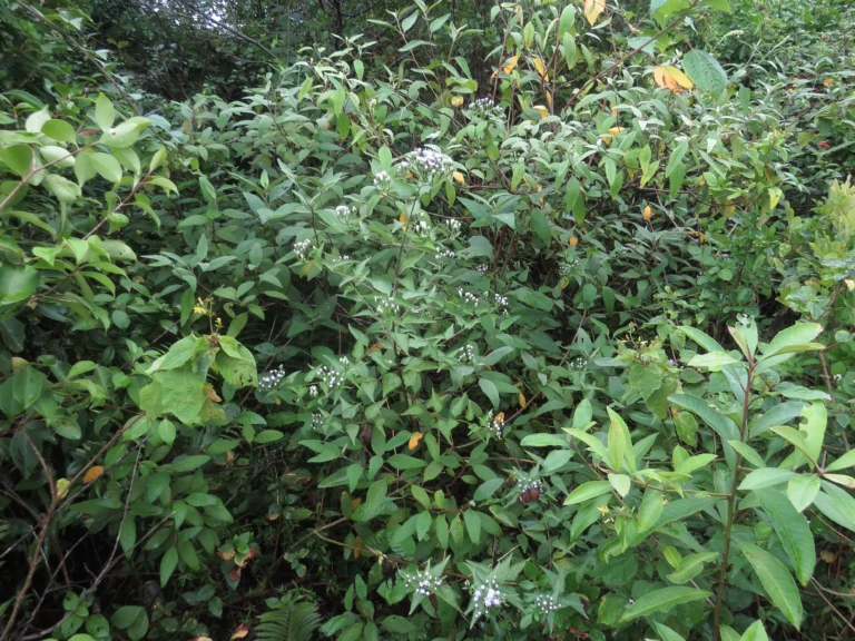 Chromolaena congesta (12)