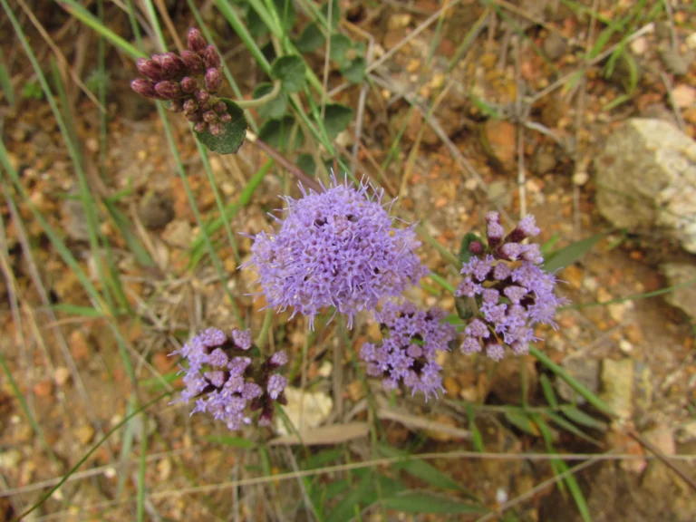 Chromolaena congesta (10)
